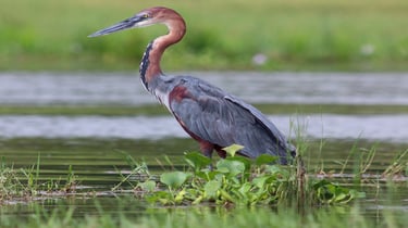 goliath-heron