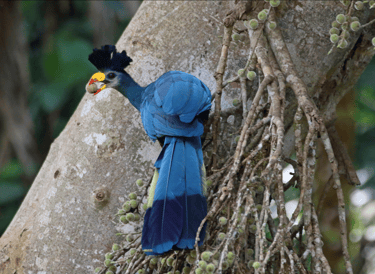 Great Blue Turaco
