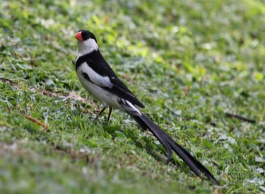 Breeding male, striking black and white plumage