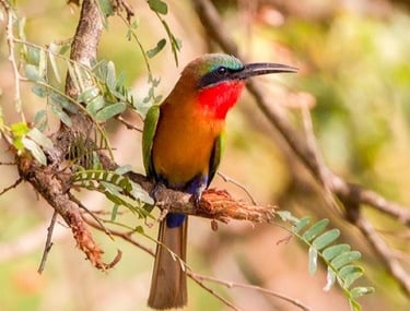 red-throated-bee-eater