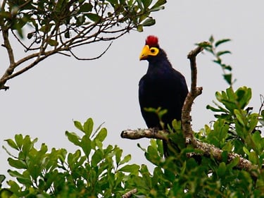 ross-s-turaco