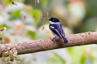 rwenzori-batis
