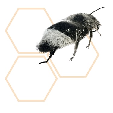 Beeholdholistics Ltd "Past Life Regression & Reiki" logo