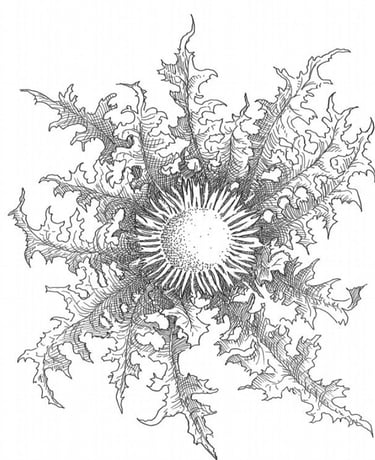 CARDABELLE logo