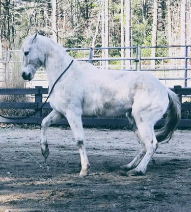 Synergy Equine Liberty logo