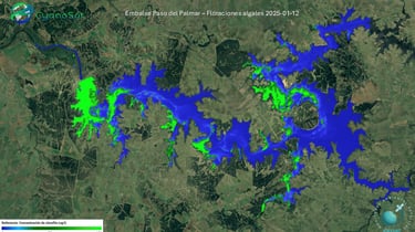 Floración Enero 2025 en embalse Paso del maplmar