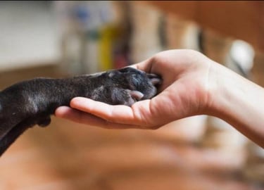 Dog Puppy Trainer Dubai logo