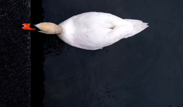 Höckerschwan in Draufsicht, minimalistisches Naturfoto mit dunklem Hintergrund