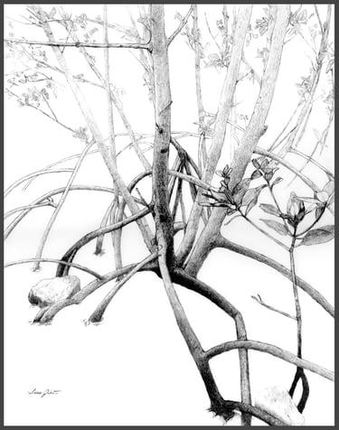 Fine art drawing magnifies life in the mangrove forest