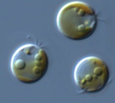 tisochrysis, premium phytoplankton strain