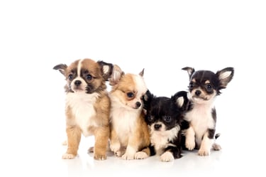 Cachorros miniatura en venta logo