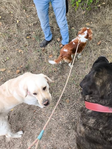 promenade chien Vertou groupe en nature
