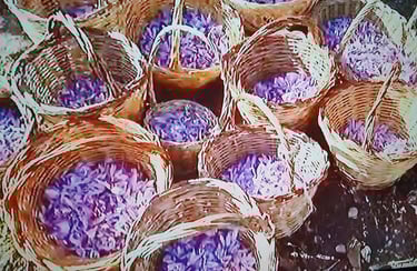 Fiore dello zafferano