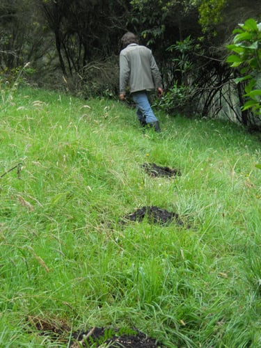 Reforestation project, Terra Forest Colombia