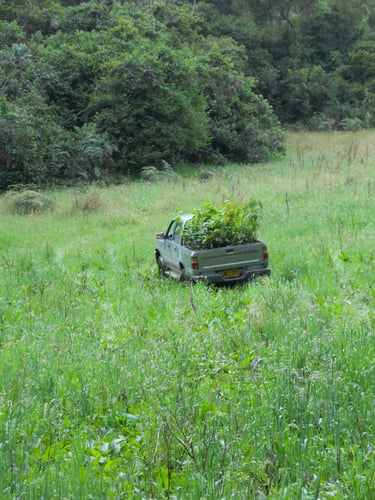 Seedling transportation. Reforestation in Colombia. Terra Forest