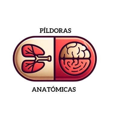 Píldoras Anatómicas logo