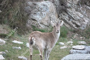 Bouquetin Sierra de Gredos Espagne