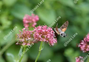 Papillon mouche nectar  Paris