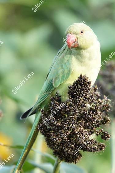 Perruche jardin des plantes Paris