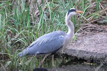 Héron etangs de meudon Paris