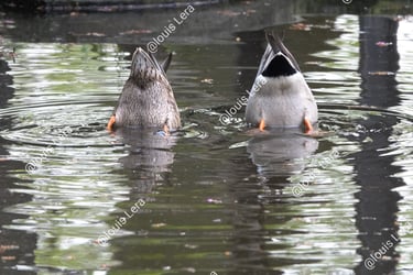 c'est la danse des canards ...