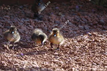 A la recherche de la maman