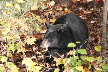 Black Bear Quebec
