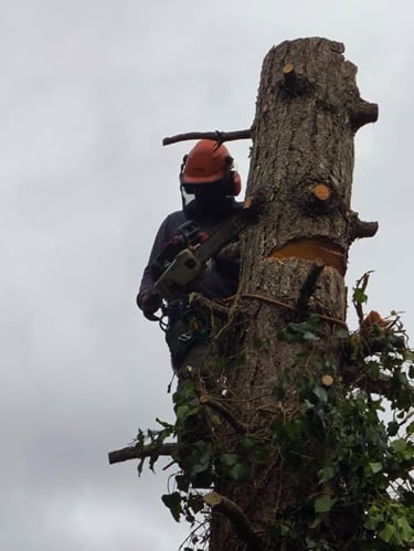 Abattage d'arbre par système de démontage par un profesionelle de la société établissement CRAPART