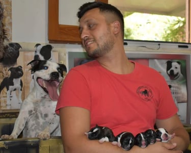 Staffy Mamma con i cuccioli in braccio all'allevatore. Test Genetici, Pedigree Campioni, Salute.