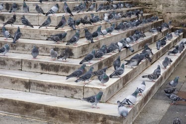 Pigeons fréquentant un espace public en centre-ville