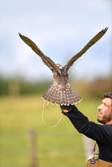 Fauconnier Falco Eco Solutions avec son faucon pèlerin