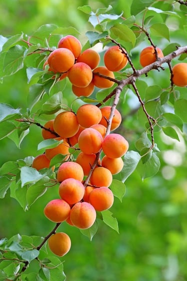 Cluster of ripe apricots hanging from a stem – a quiet reminder that with time and care, everything ripens and blooms