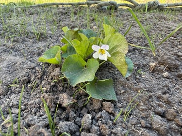 A small white and yellow wild violet flower blooming in garden soil with green leaves.