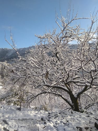 hotels near nainital