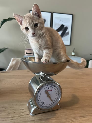 ontwormen kat of hond