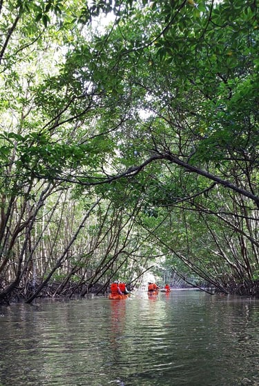 krabi ao thalane mangrove forest kayaking