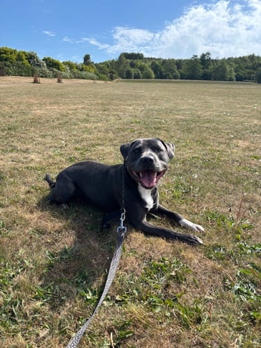 Lyndon the Staffy enjoying his walk in the sun