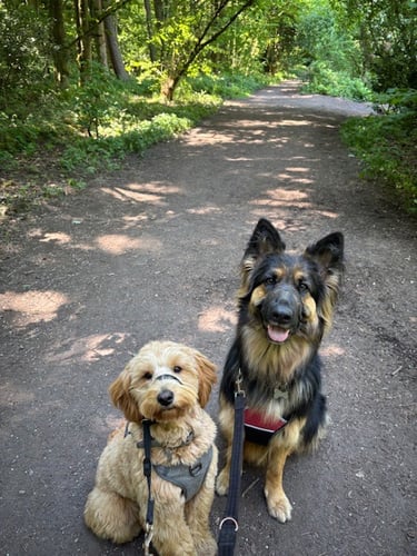 Ruby & Willow on a walk in the woods