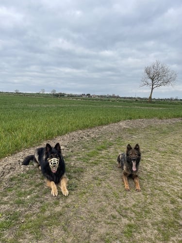 Nina & Bruce the German Shepherds on a walk together with Hannah