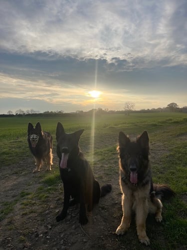 Hannya, Panzer & Bruce on an evening group walk