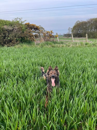 Nina the German Shepherd on a solo walk
