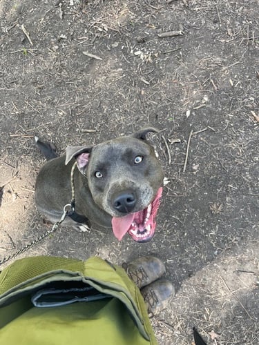 Lyndon waiting for treats on his walk!