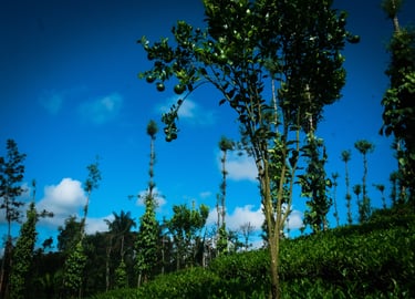 Orange Intercropping in Tea Garden
