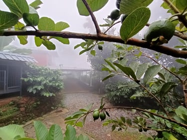 Farmhouse view from Dairy Farm