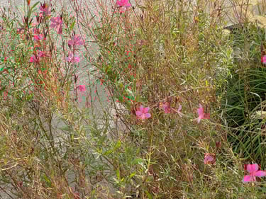 Focus sur les plantes aromatiques et fleuries dans les jardins de la résidence. Des photos détaillées et évocatrices.