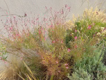 Reportage photo de la résidence de luxe soulignant la qualité exceptionnelle des jardins paysagers.