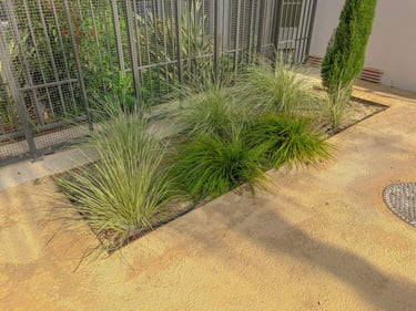 Végétation locale méditerranéenne dans les jardins. Mise en avant des variétés végétales spécifiques.
