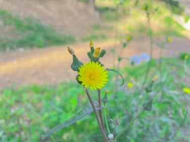 Gros plan sur une variété de plante méditerranéenne spécifique dans les jardins luxuriants de la résidence à La Seyne.