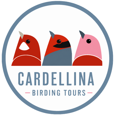 Cardellina - Chiapas Birding Tours logo