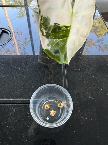 Alocasia corms in a condiment cup